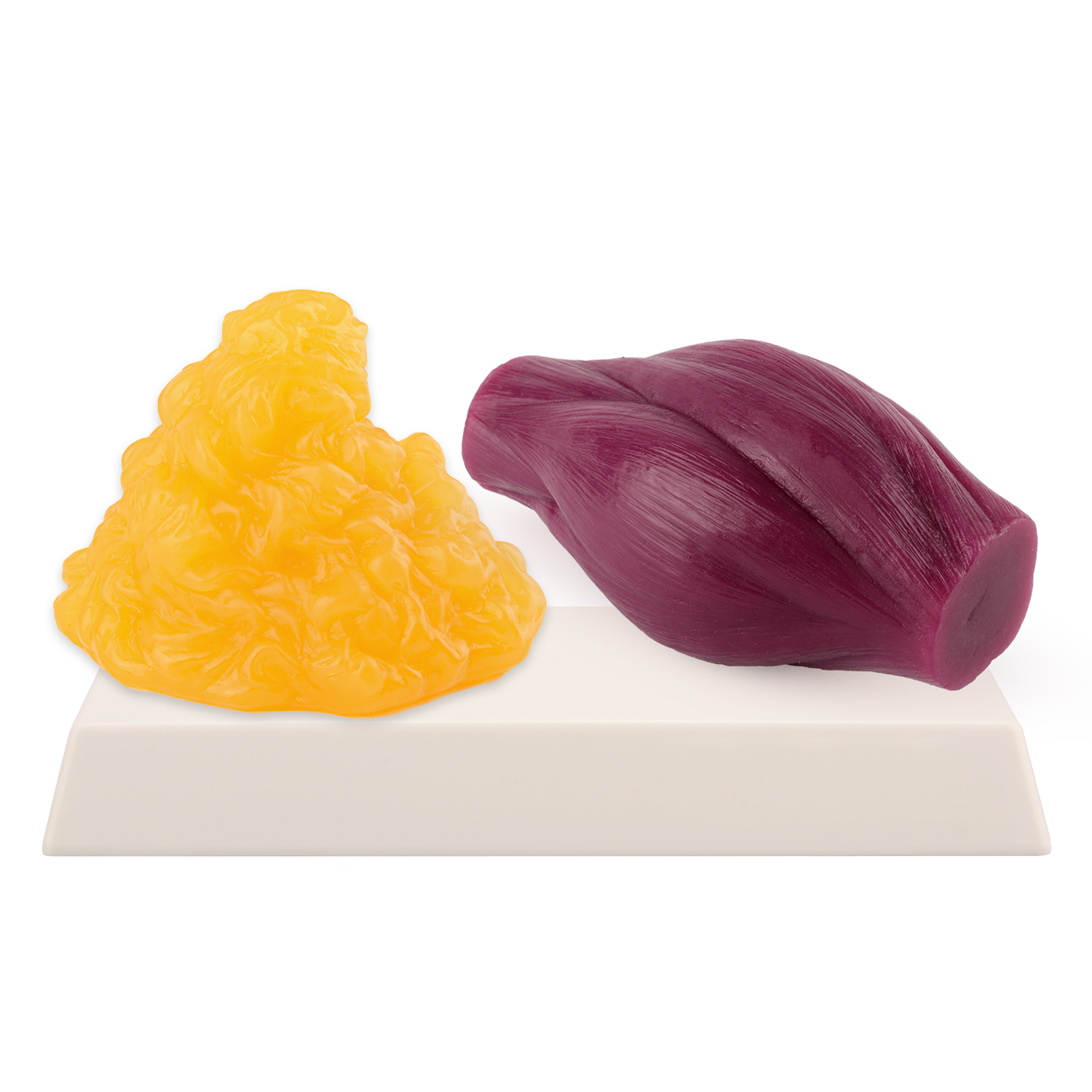 Nutrition Of Fitness - 1lb Fat Replica & Muscle to