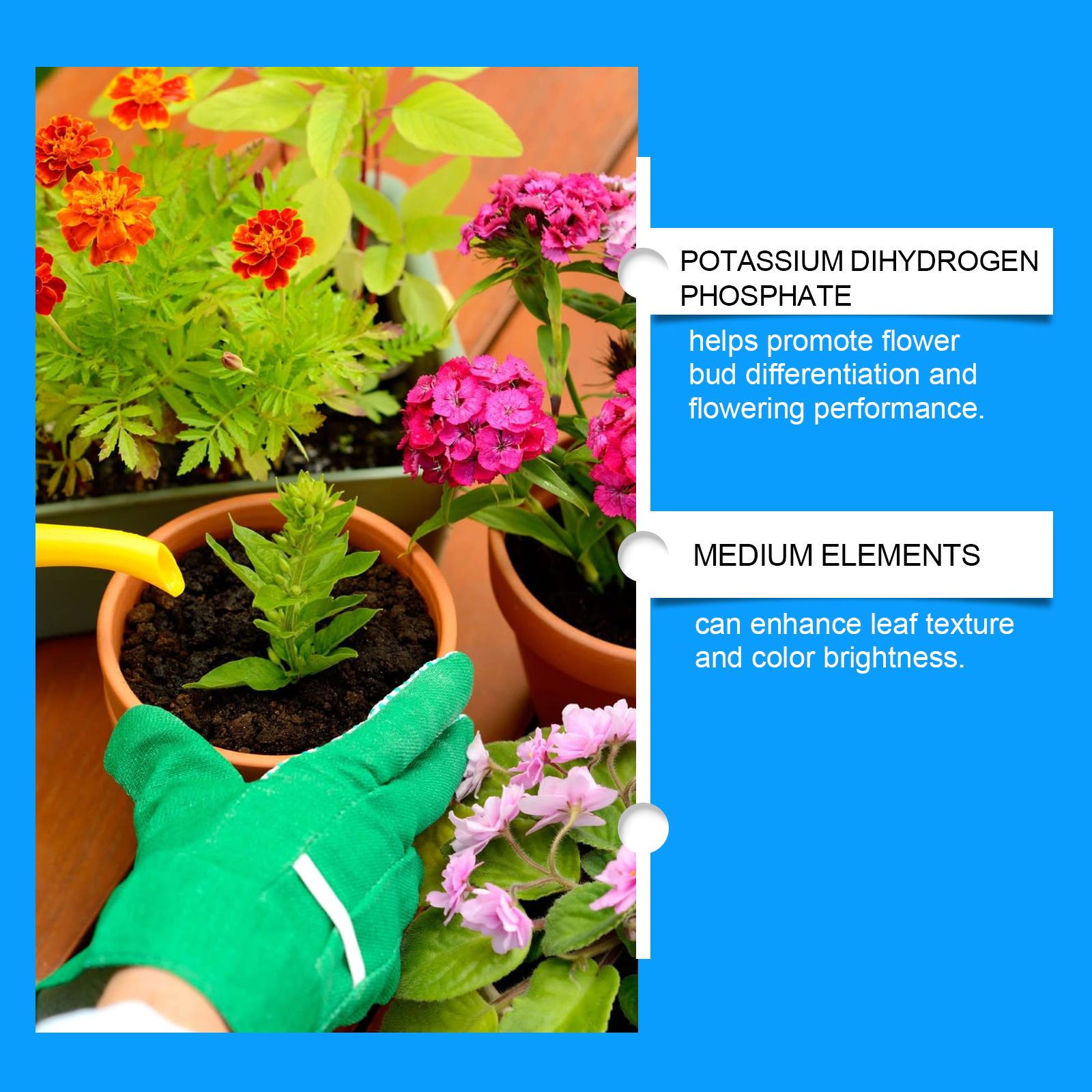 Flower Nutrient Solution Liqui - Roots Nutrition & Fitness Inglewood Photos ulasan dan harga
